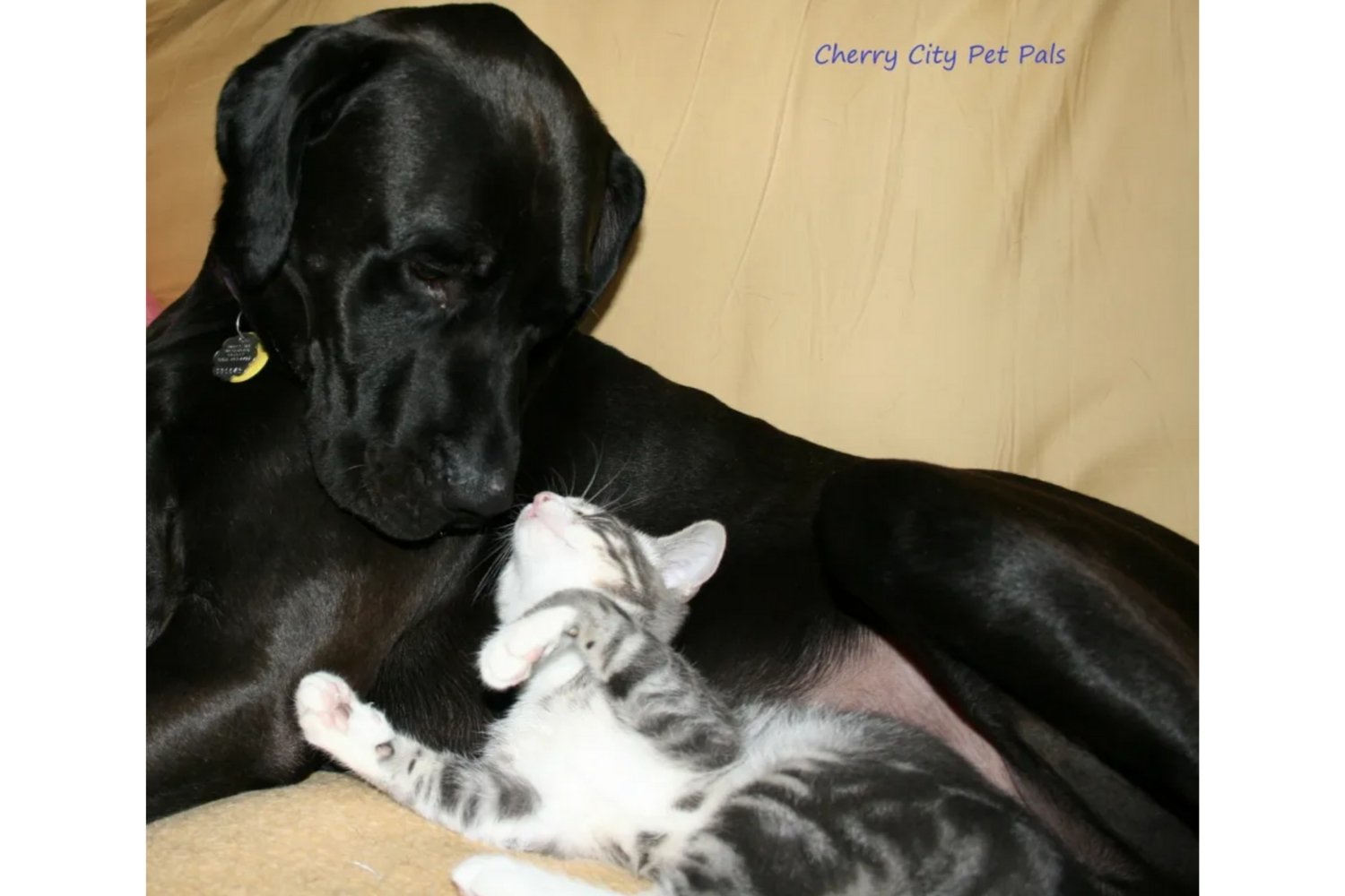 Cherry%20City%20Pet%20Pals%20-%20dog%20and%20cat